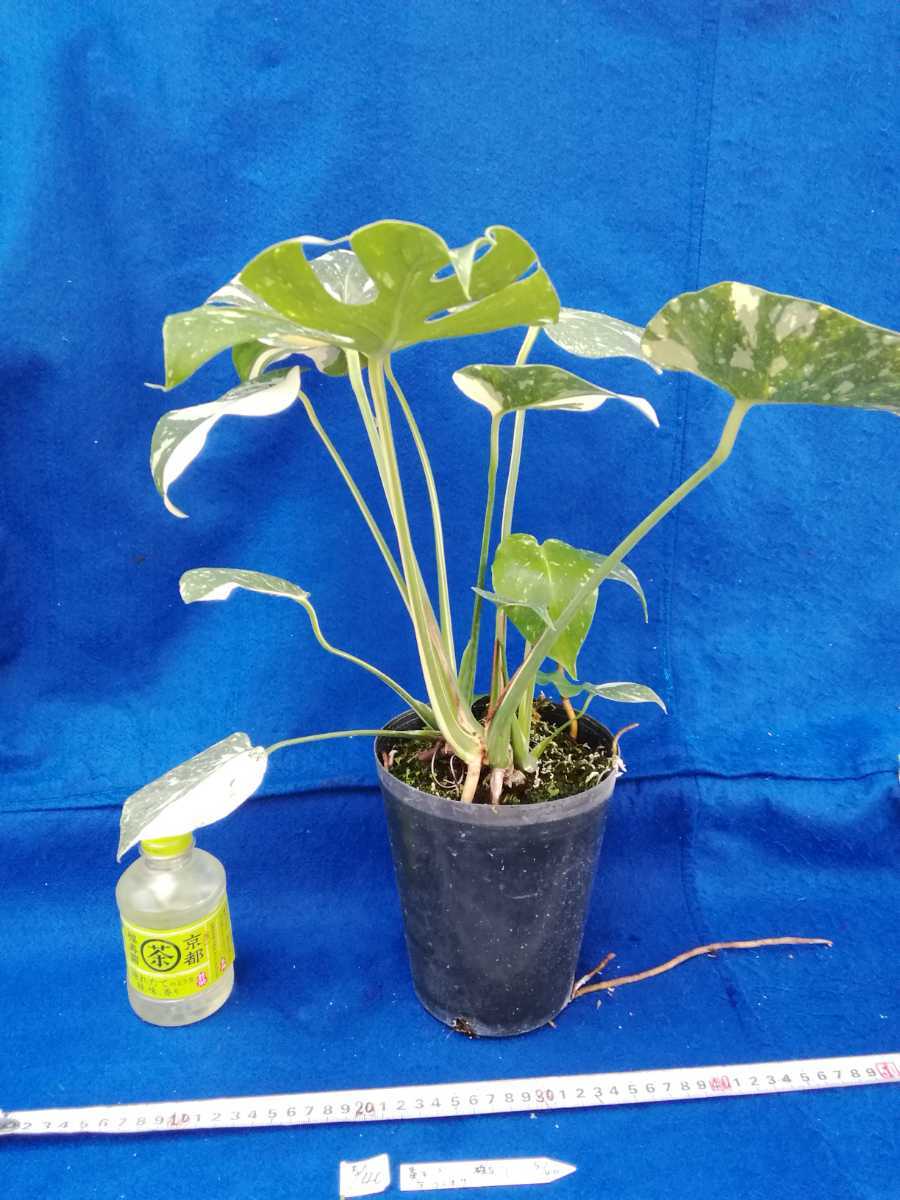 NO.0540 斑入り 古典 黄斑入りモンステラ デリシオーサ 株立 観葉植物