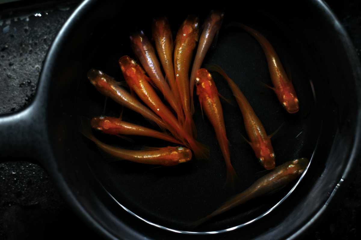 60個 保証分10個以上 卵の出品 プラチナ銀メタ牡丹 光体型 メダカ 有精卵 畑めだか プラチナ 牡丹 メダカ めだか めだか 売買されたオークション情報 Yahooの商品情報をアーカイブ公開 オークファン Aucfan Com