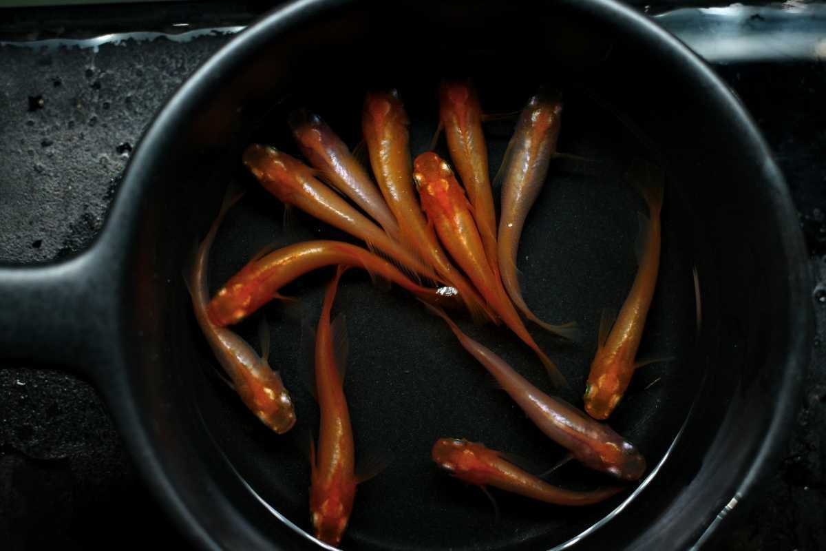 60個 保証分10個以上 卵の出品 プラチナ銀メタ牡丹 光体型 メダカ 有精卵 畑めだか プラチナ 牡丹 メダカ めだか めだか 売買されたオークション情報 Yahooの商品情報をアーカイブ公開 オークファン Aucfan Com