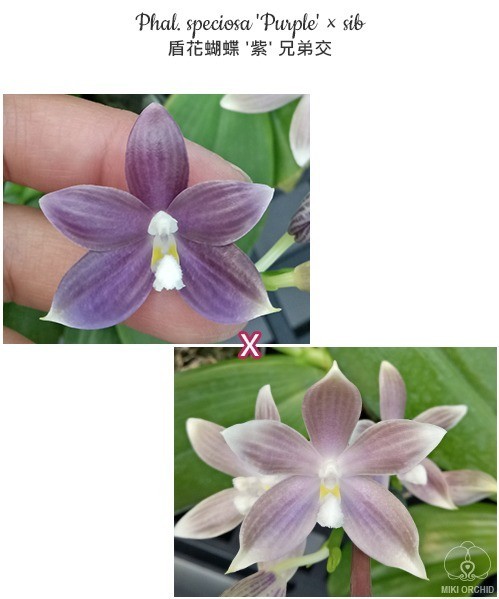 Phal. 洋蘭 原種 胡蝶蘭 - 公式通販 schilleriana 濃色 sib洋 (2) You