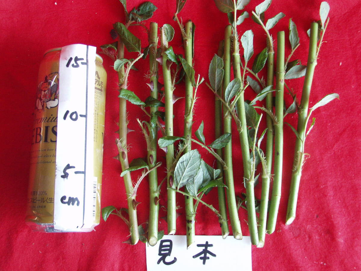 ノバラの枝 野バラの枝 ノイバラの枝 挿し穂10本 野バラ ノバラ 棘ナシノイバラ 挿し木用 接ぎ木台木用 接ぎ挿し台木用 苗 売買されたオークション情報 Yahooの商品情報をアーカイブ公開 オークファン Aucfan Com ノバラの枝 野バラの枝 ノイバラの枝 挿し穂10本 野バラ ノバラ 棘ナシノイバラ 挿し木用 接ぎ木台木用 接ぎ挿し台木用 苗 売買されたオークション情報 Yahooの商品情報をアーカイブ公開 オークファン Aucfan Com