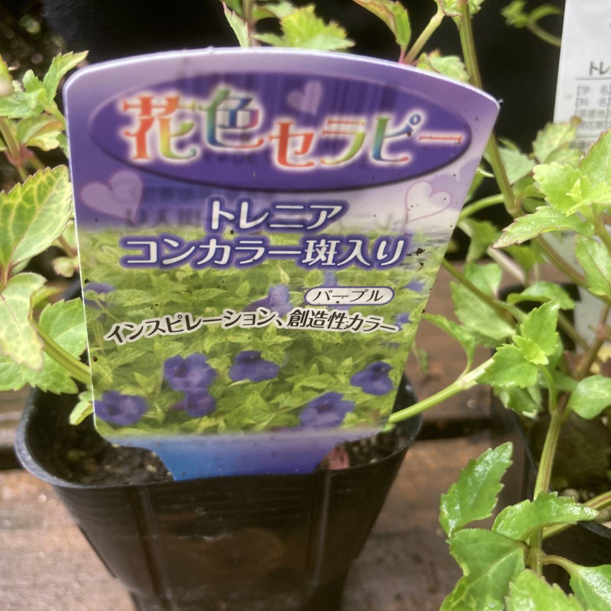 22春の新苗 数量2 トレニア コーンカラー斑入り 4ポット その他 売買されたオークション情報 Yahooの商品情報をアーカイブ公開 オークファン Aucfan Com 22春の新苗 数量2 トレニア コーンカラー斑入り 4ポット その他 売買されたオークション情報 Yahooの商品情報をアーカイブ公開 オークファン Aucfan Com
