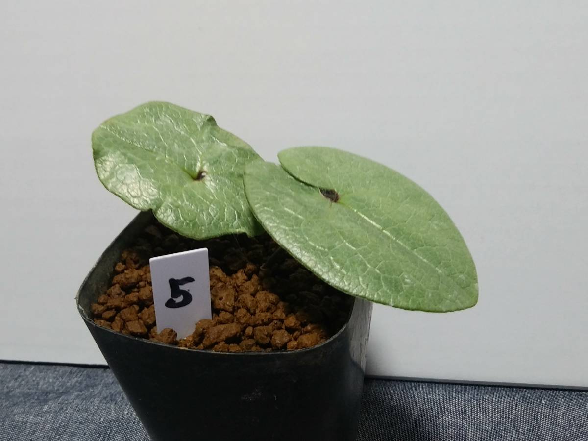 斑入り 山野草 カンアオイ タマノカンアオイ多摩銀宝(たまぎんぽう