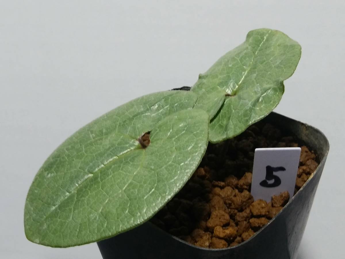 斑入り 山野草 カンアオイ タマノカンアオイ多摩銀宝(たまぎんぽう