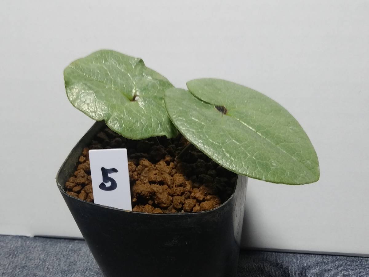 斑入り 山野草 カンアオイ タマノカンアオイ多摩銀宝(たまぎんぽう