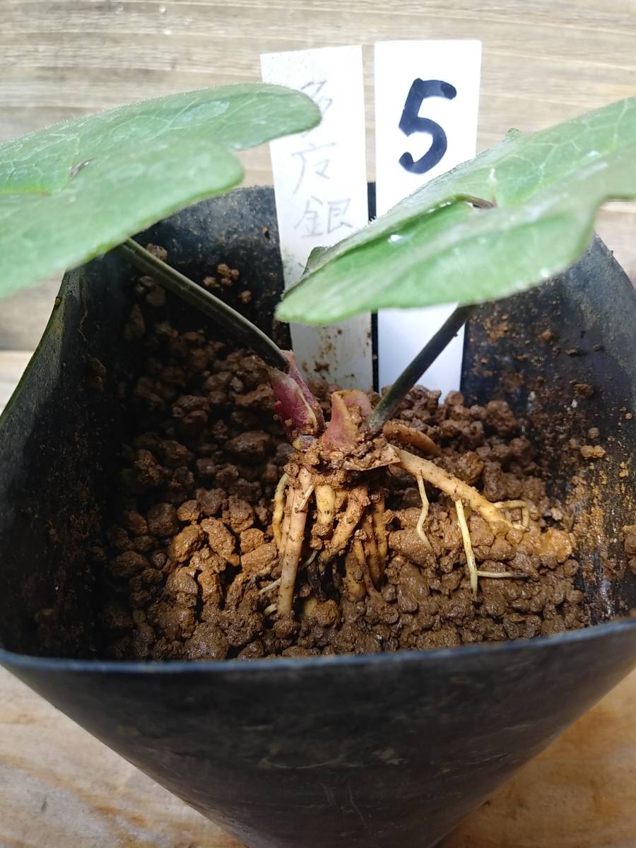 斑入り 山野草 カンアオイ タマノカンアオイ多摩銀宝(たまぎんぽう