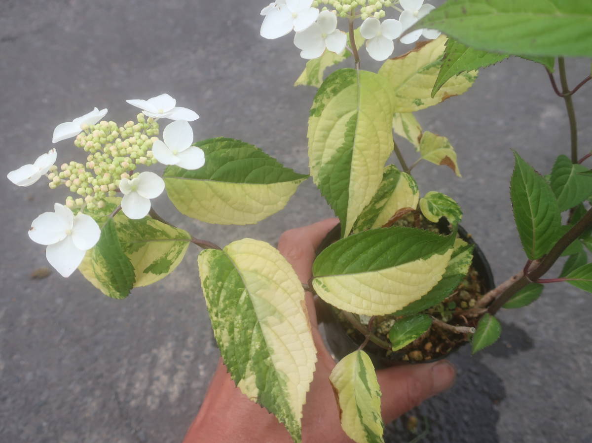 斑入り ヤマアジサイ クレナイ 紅 現品ｄ 紫陽花 山野草 耐寒 山アジサイ 山あじさい 山紫陽花 アジサイ あじさい 草花 ガーデニング 花 売買されたオークション情報 Yahooの商品情報をアーカイブ公開 オークファン Aucfan Com