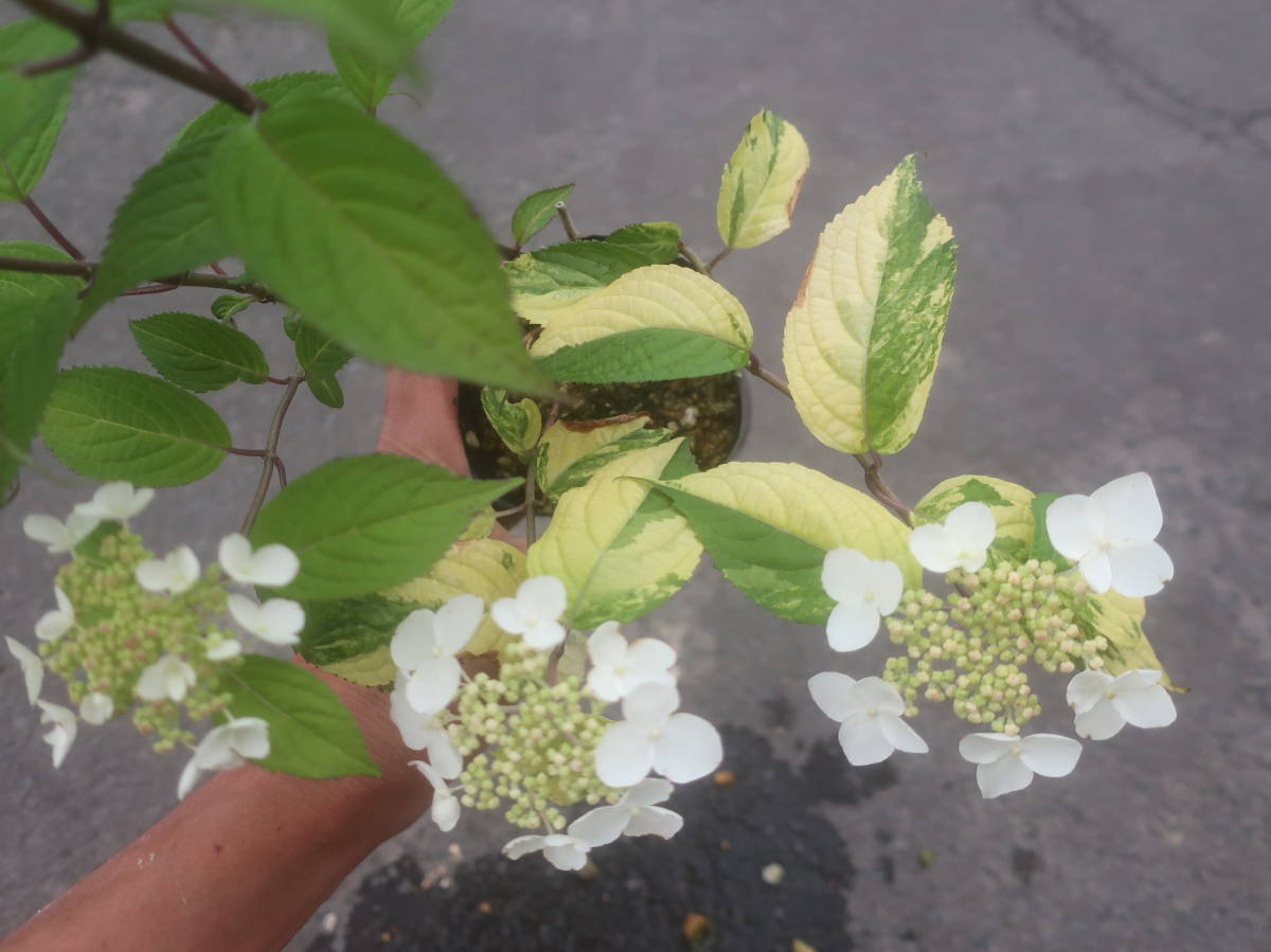 斑入り ヤマアジサイ クレナイ 紅 現品ｄ 紫陽花 山野草 耐寒 山アジサイ 山あじさい 山紫陽花 アジサイ あじさい 草花 ガーデニング 花 売買されたオークション情報 Yahooの商品情報をアーカイブ公開 オークファン Aucfan Com