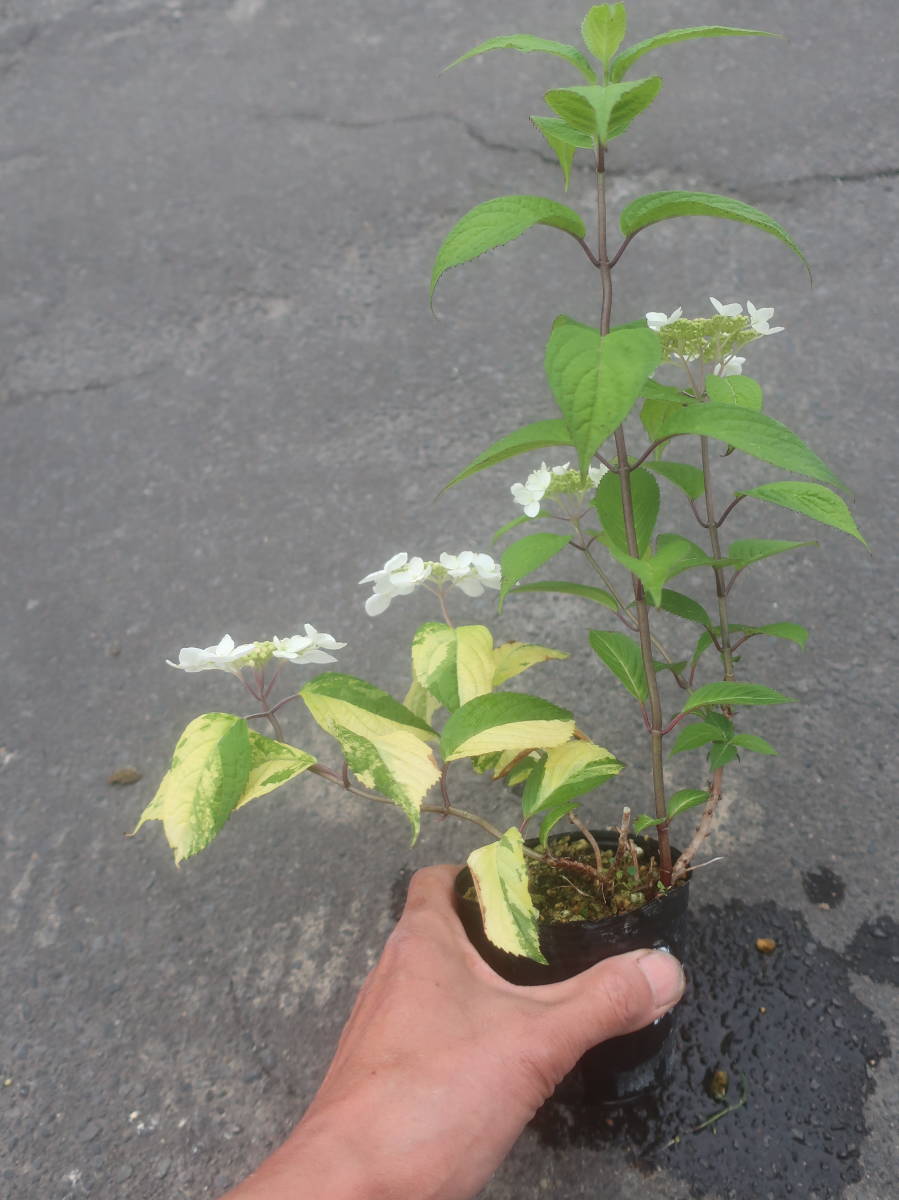 斑入り ヤマアジサイ クレナイ 紅 現品ｄ 紫陽花 山野草 耐寒 山アジサイ 山あじさい 山紫陽花 アジサイ あじさい 草花 ガーデニング 花 売買されたオークション情報 Yahooの商品情報をアーカイブ公開 オークファン Aucfan Com