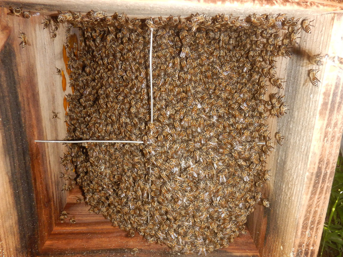 ☆ 日本蜜蜂 飼育巣箱 待ち箱 みつばち 日本ミツバチ 重箱式 巣箱
