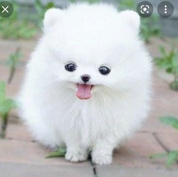 相互評価 高評価 可愛い動物画像 1円 ポメラニアン 画像データ 売買されたオークション情報 Yahooの商品情報をアーカイブ公開 オークファン Aucfan Com