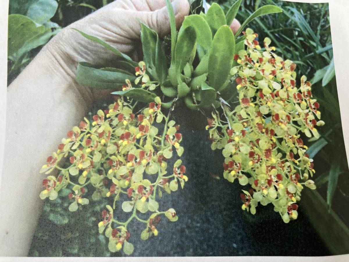 洋蘭原種 Onc.coloratum