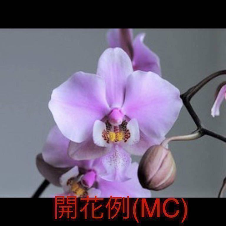 洋蘭原種，(992)，胡蝶蘭，Phal.schileriana 'Pink Butterfly'AM/AOS