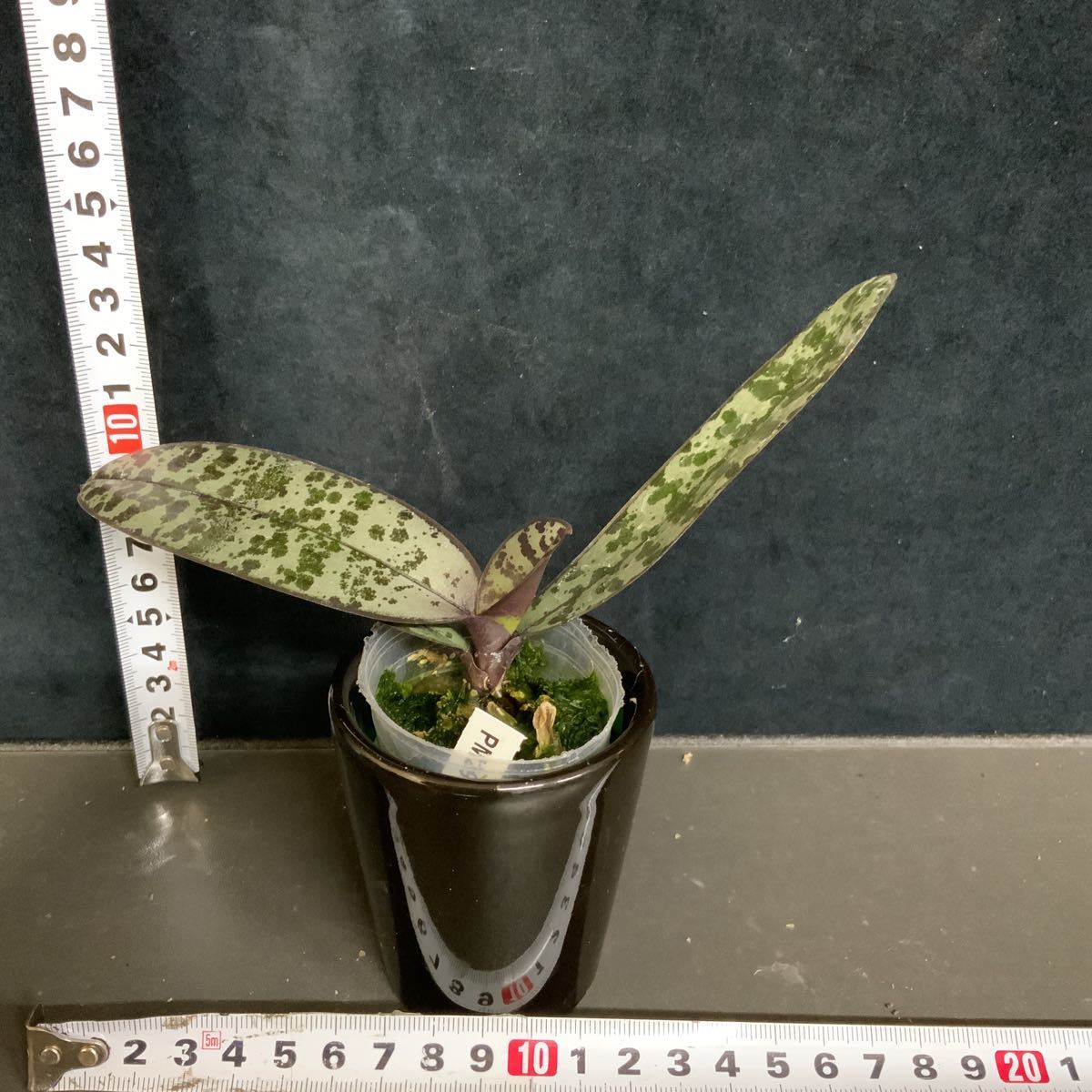 洋蘭原種，(992)，胡蝶蘭，Phal.schileriana 'Pink Butterfly'AM/AOS