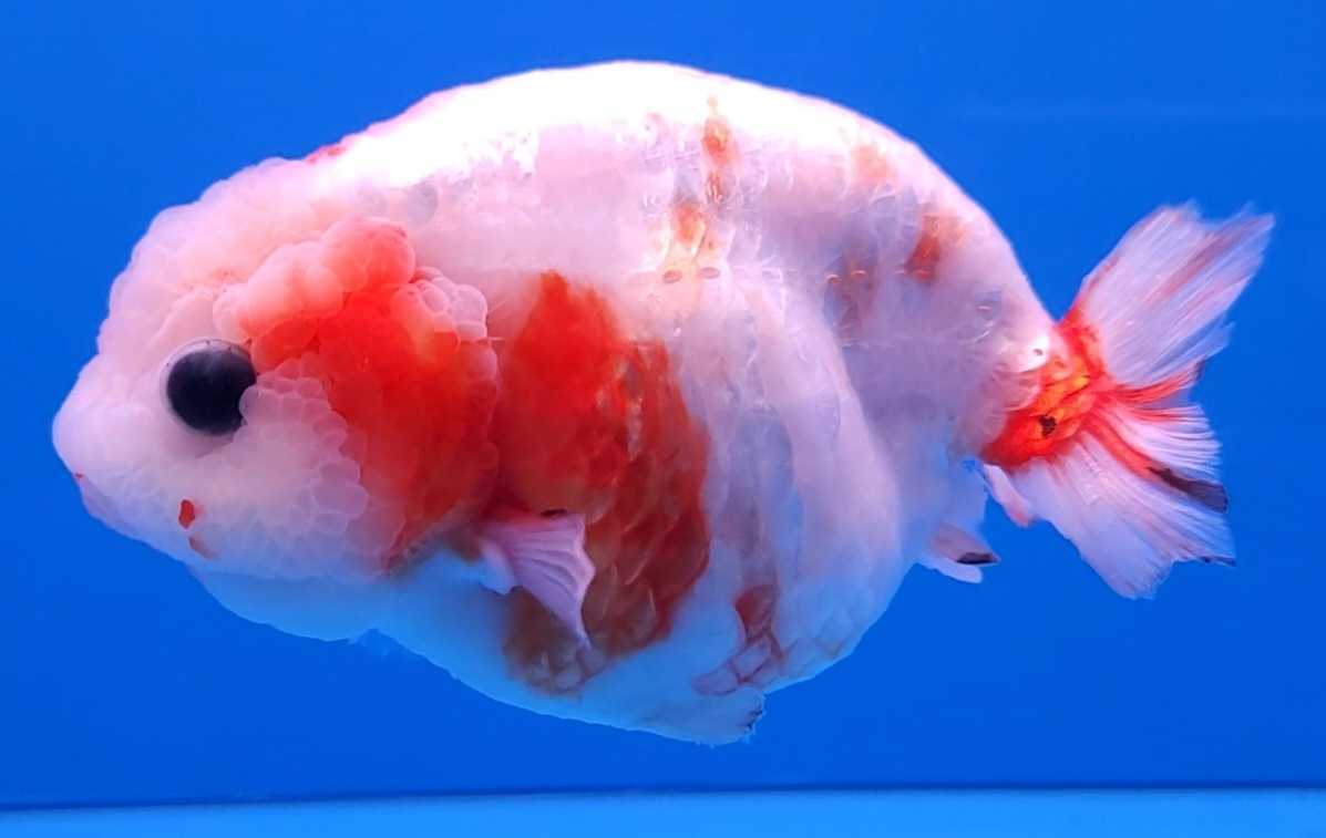 5 27 1 同梱可 厳選極美極上個体 桜錦 らんちゅう 12cm位 らんちゅう 売買されたオークション情報 Yahooの商品情報をアーカイブ公開 オークファン Aucfan Com