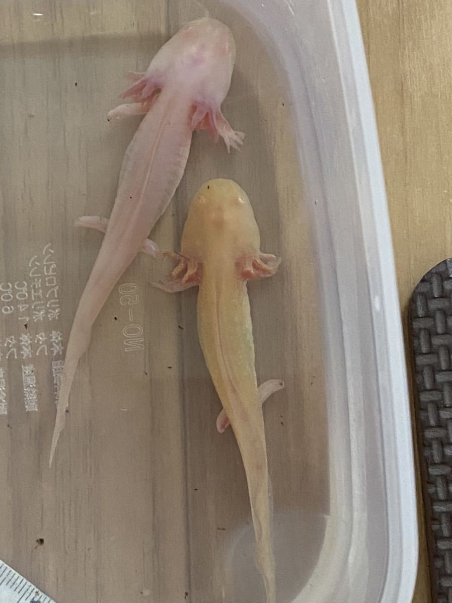 ウーパールーパー 幼生2匹セット 約8 10 種類選べる リューシ ゴールデン アルビノ マーブル イモリ サラマンダー 売買されたオークション情報 Yahooの商品情報をアーカイブ公開 オークファン Aucfan Com