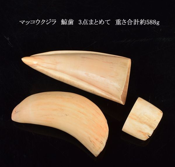 鯨歯x ぞ う げふ○ 約φ12㎜丸玉 16個 マッコウクジラ 鯨歯 3点まとめて 重さ合計約588g GBKH Yahoo