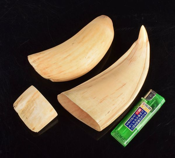 マッコウクジラ 鯨歯 3点まとめて 重さ合計約588g GBKH Yahoo
