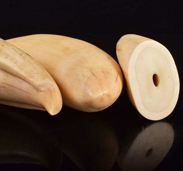 マッコウクジラ 鯨歯 3点まとめて 重さ合計約588g GBKH Yahoo