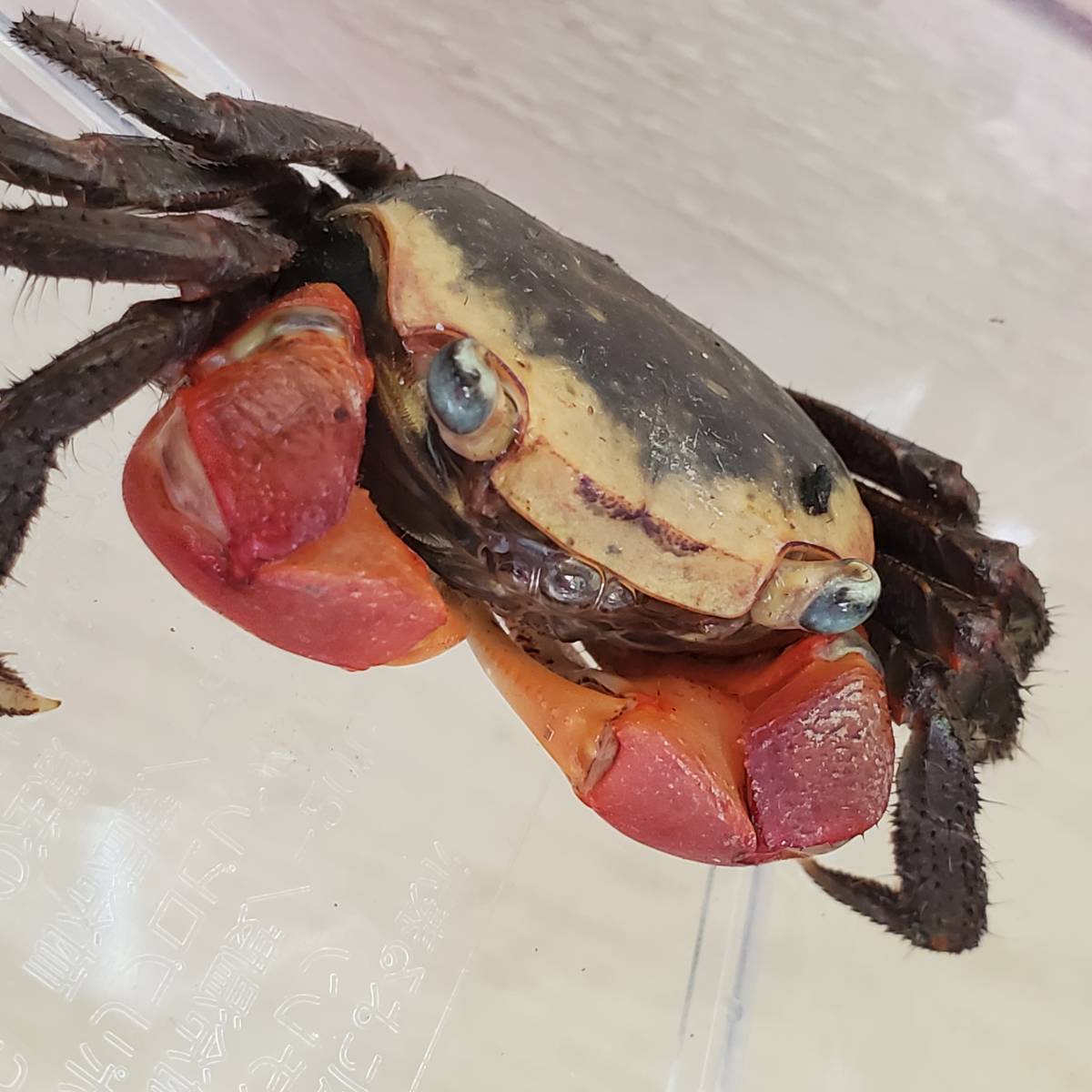 アカテガニ生体 5 甲幅2 5 さるかに合戦のモデル 個体 たぶんオス 赤手蟹 簡単飼育ペット 夏休み自由研究 ベンケイガニ科アカテガニ属 その他 売買されたオークション情報 Yahooの商品情報をアーカイブ公開 オークファン Aucfan Com