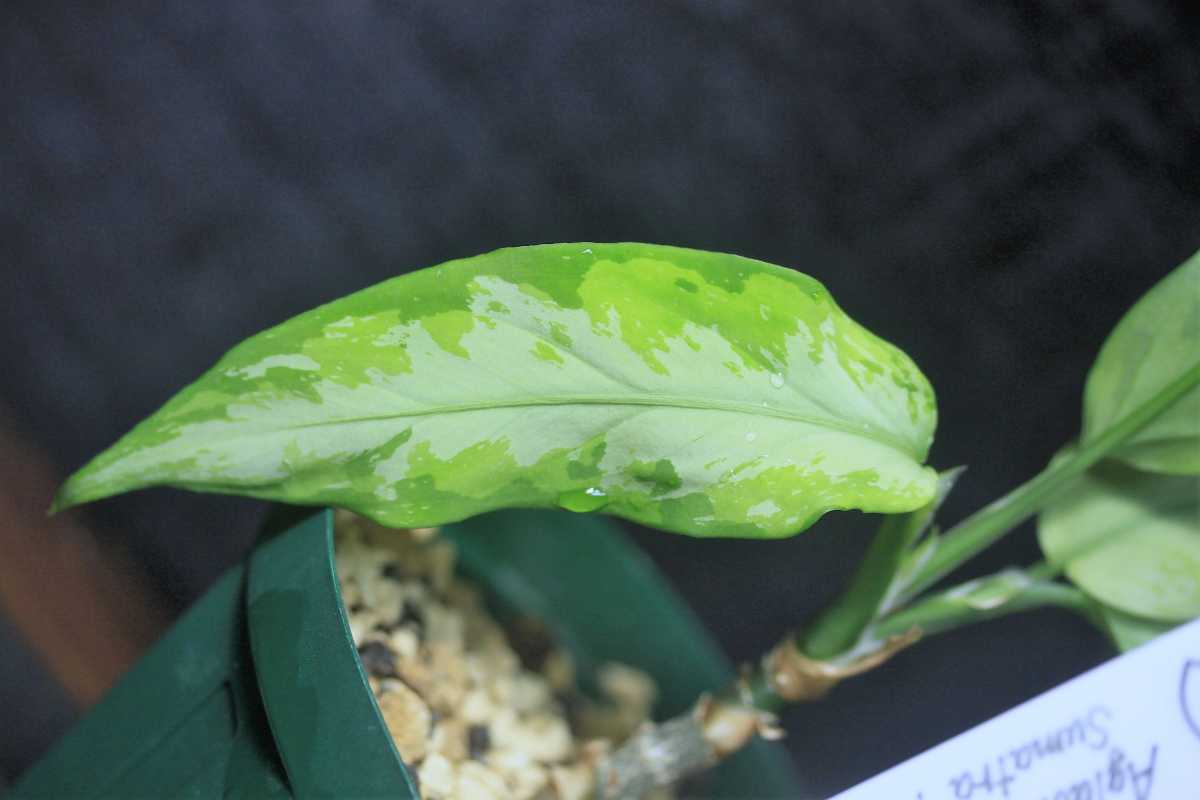 アグラオネマ ピクタム ブル島産 TZ便 Aglaonema pictum Aceh Sumatra 