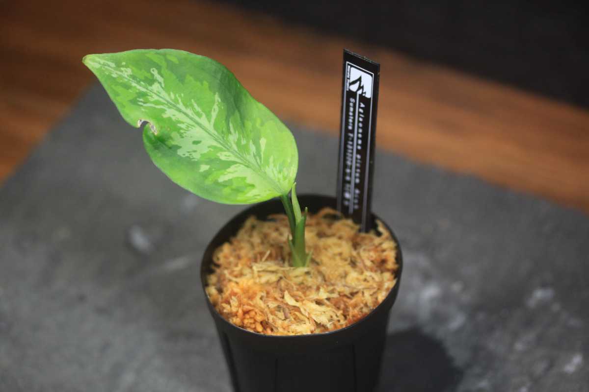 アグラオネマ ピクタム ブル島産 TZ便 Aglaonema pictum Aceh Sumatra
