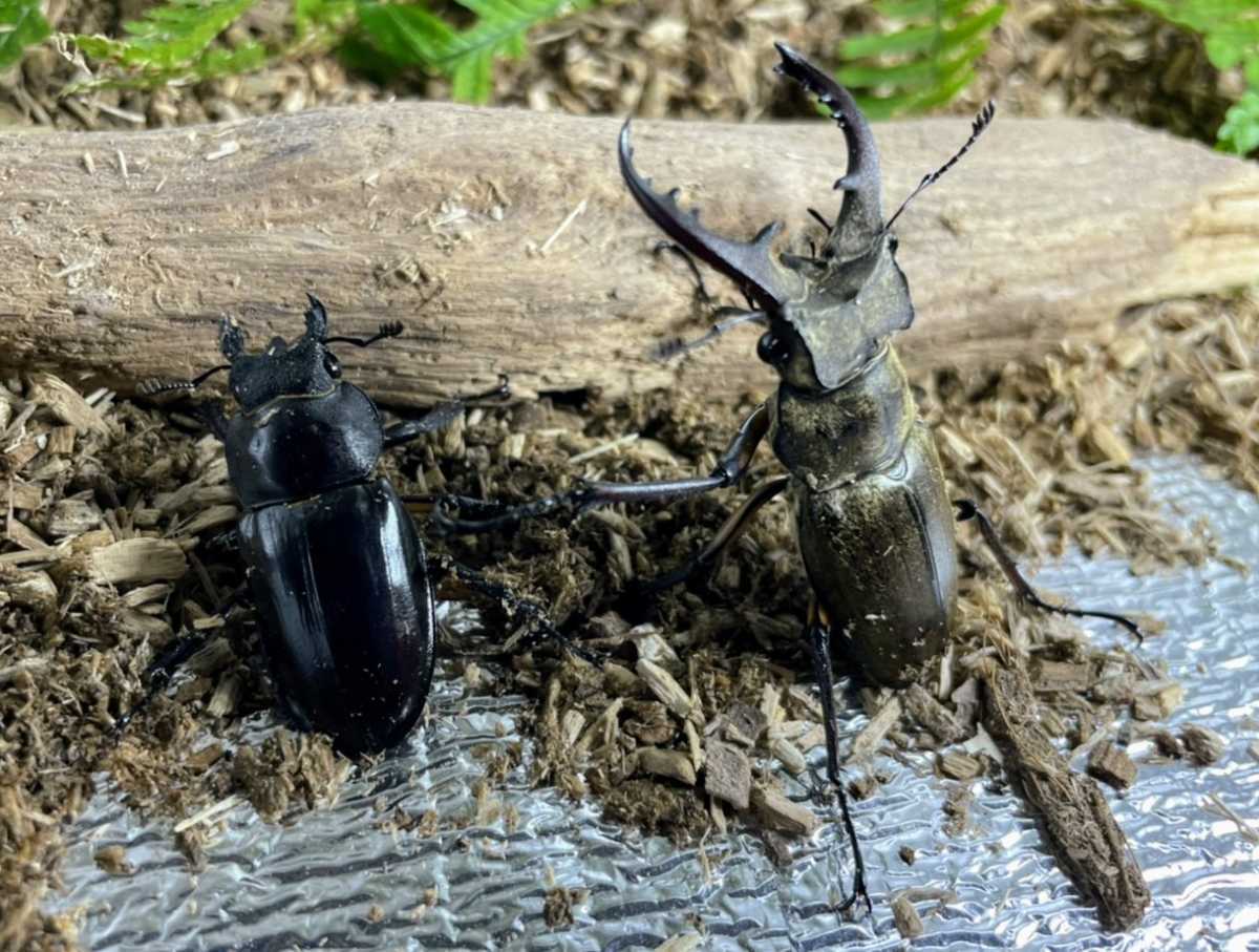 【和ノ虫】〜国産クワガタ専門店〜 ペアセット　岐阜県産天然ミヤマクワガタ ♂赤漆色55.0㎜ ♀黒色37.0㎜ ☆他にも単品、ペア出品中☆_1