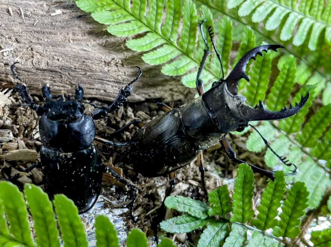 【和ノ虫】〜国産クワガタ専門店〜 ペアセット　岐阜県産天然ミヤマクワガタ ♂赤漆色55.0㎜ ♀黒色37.0㎜ ☆他にも単品、ペア出品中☆_2