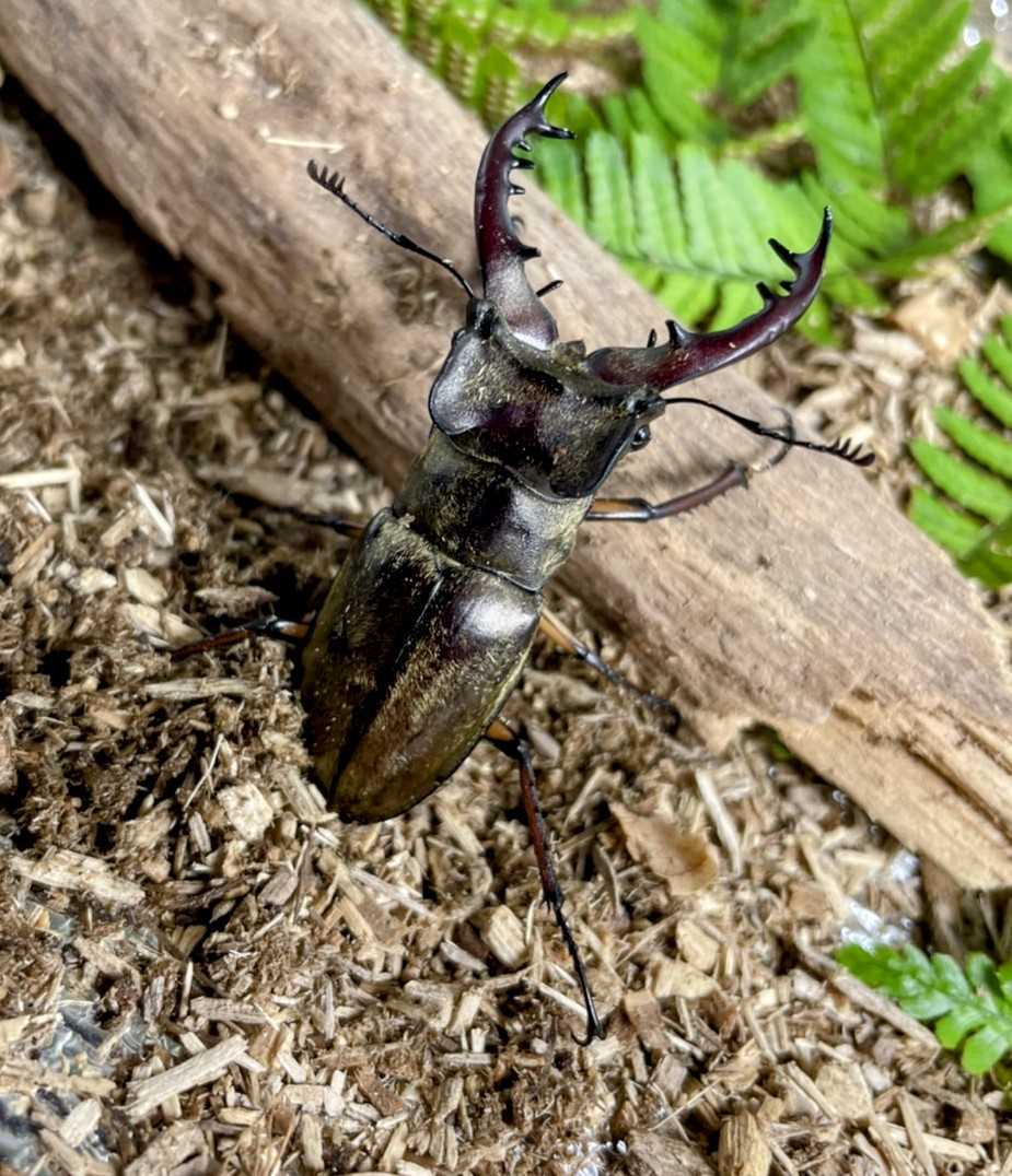 【和ノ虫】〜国産クワガタ専門店〜 ペアセット　岐阜県産天然ミヤマクワガタ ♂赤漆色55.0㎜ ♀黒色37.0㎜ ☆他にも単品、ペア出品中☆_3