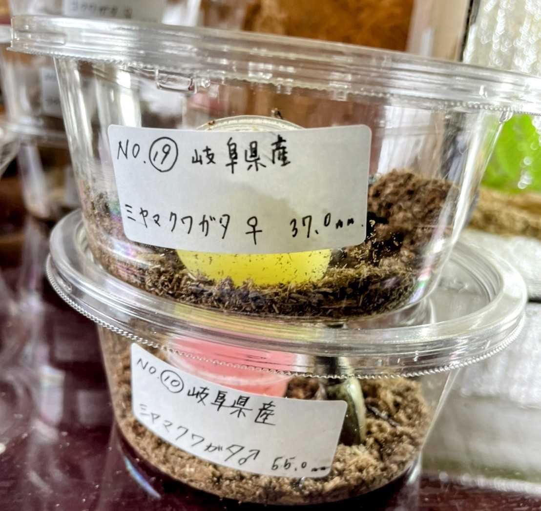 【和ノ虫】〜国産クワガタ専門店〜 ペアセット　岐阜県産天然ミヤマクワガタ ♂赤漆色55.0㎜ ♀黒色37.0㎜ ☆他にも単品、ペア出品中☆_4