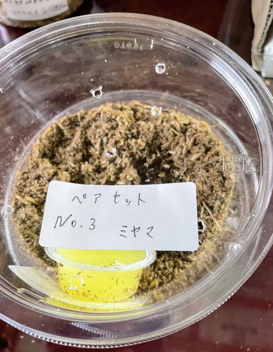 【和ノ虫】〜国産クワガタ専門店〜 ペアセット　岐阜県産天然ミヤマクワガタ ♂赤漆色55.0㎜ ♀黒色37.0㎜ ☆他にも単品、ペア出品中☆_5