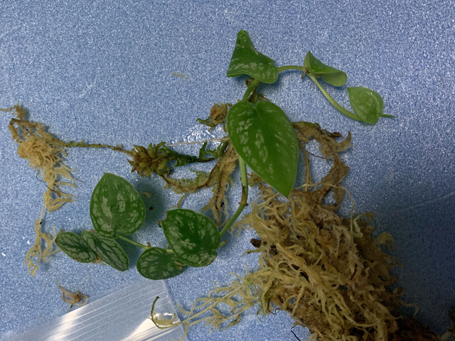 モンステラ ドゥビア Monstera Dubia つる植物 クライマーパルダリウム ビバリウム ポトス 観葉植物 売買されたオークション情報 Yahooの商品情報をアーカイブ公開 オークファン Aucfan Com