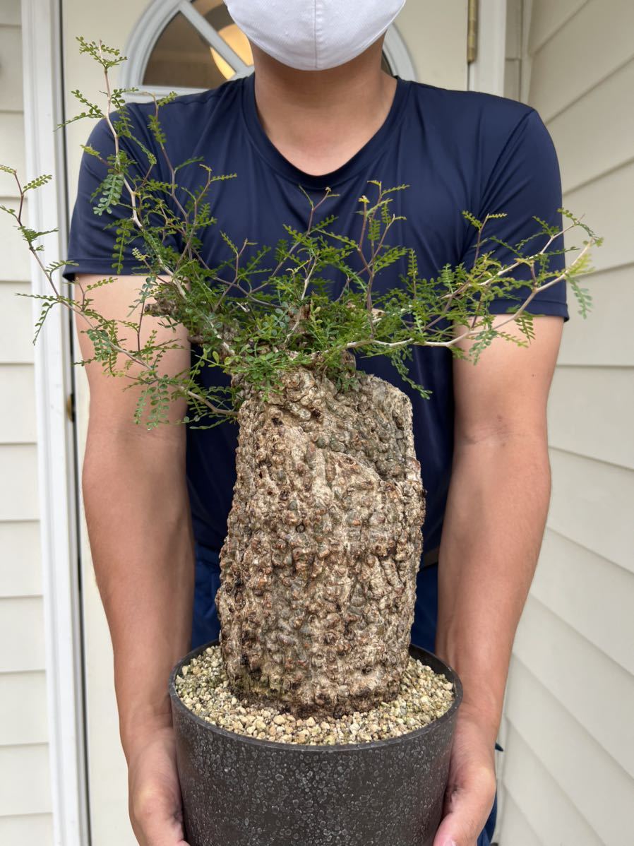 オペルクリカリア パキプス 大株(観葉植物)｜売買されたオークション