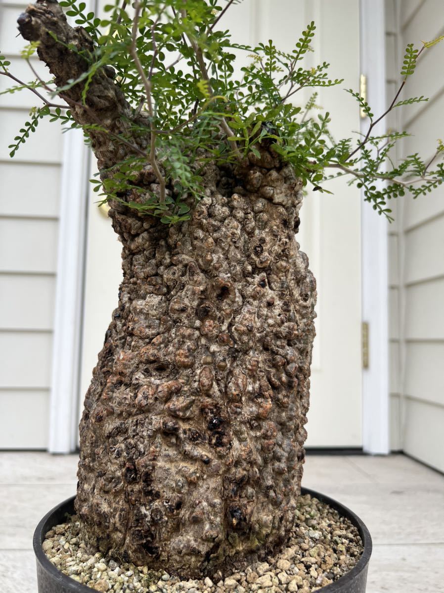 オペルクリカリア パキプス 大株(観葉植物)｜売買されたオークション