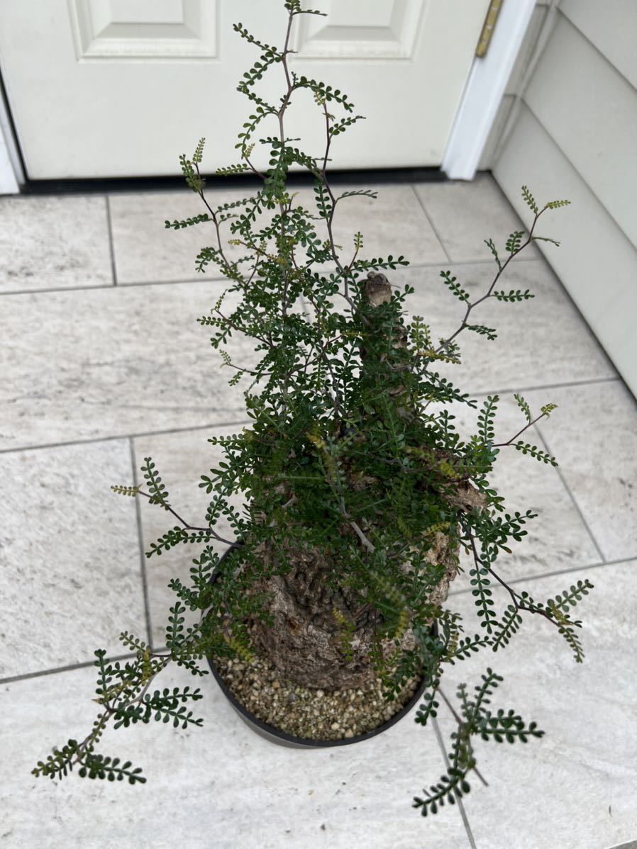 オペルクリカリア パキプス 大株(観葉植物)｜売買されたオークション