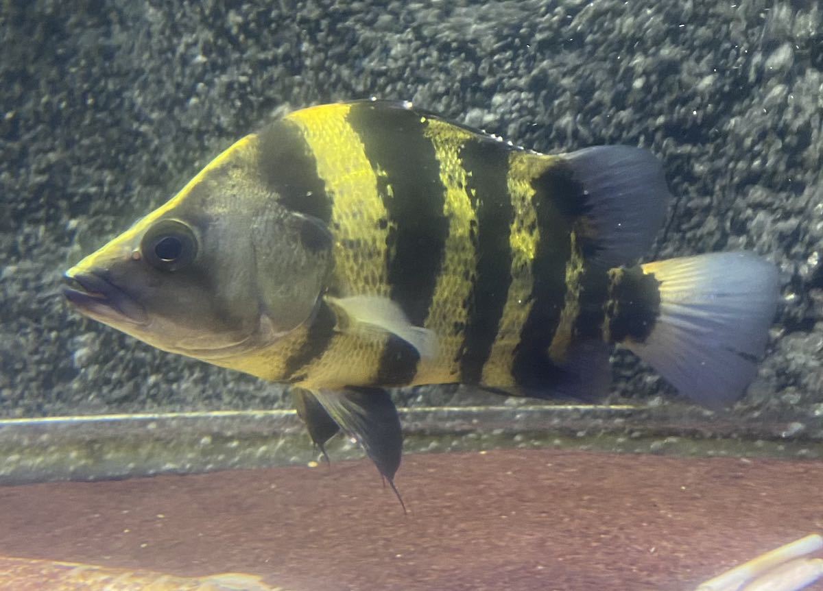 ニューギニアダトニオ 23cm 極美 ダトニオ リアルバンド(淡水魚)｜売買 