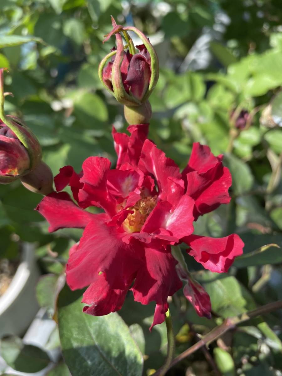 変わり咲き 切り花種 アンダルシア バラ 売買されたオークション情報 Yahooの商品情報をアーカイブ公開 オークファン Aucfan Com