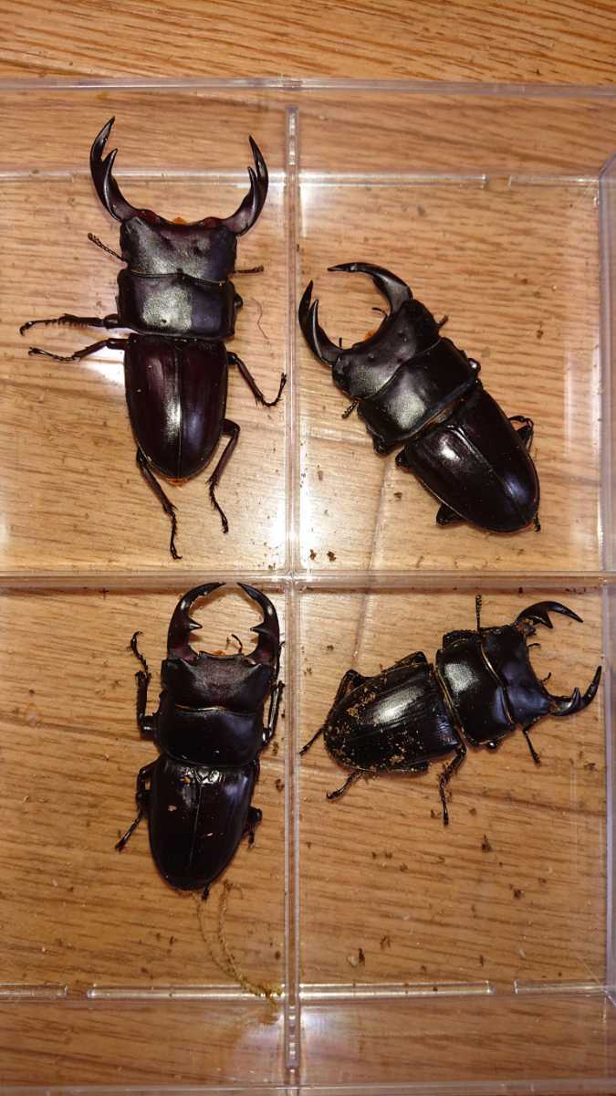 至上 Be Kuwa48号掲載 高尾縣産ギネス血統極太タイワンオオクワガタ新成虫ペア 特価 Www Hino Kanko Jp