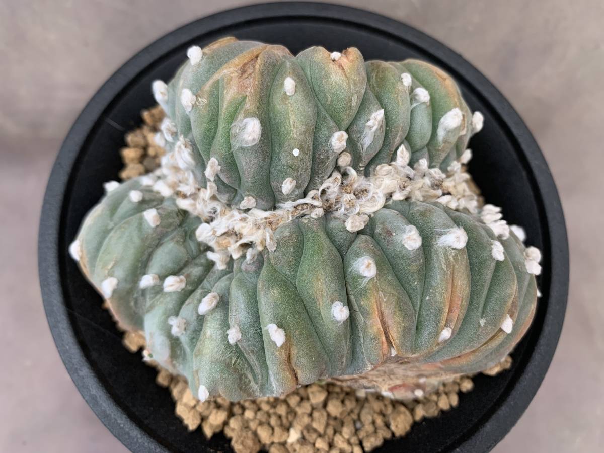 サボテン 多肉植物 ｃ46 烏羽玉 幅広 綴化 Bigboxestudios Com Br