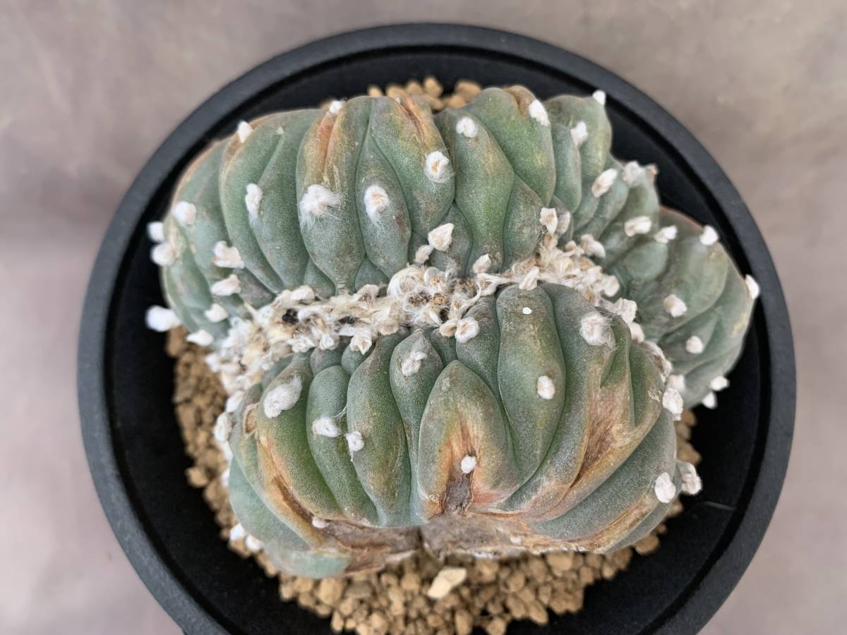 サボテン 多肉植物 ｃ46 烏羽玉 幅広 綴化 Bigboxestudios Com Br