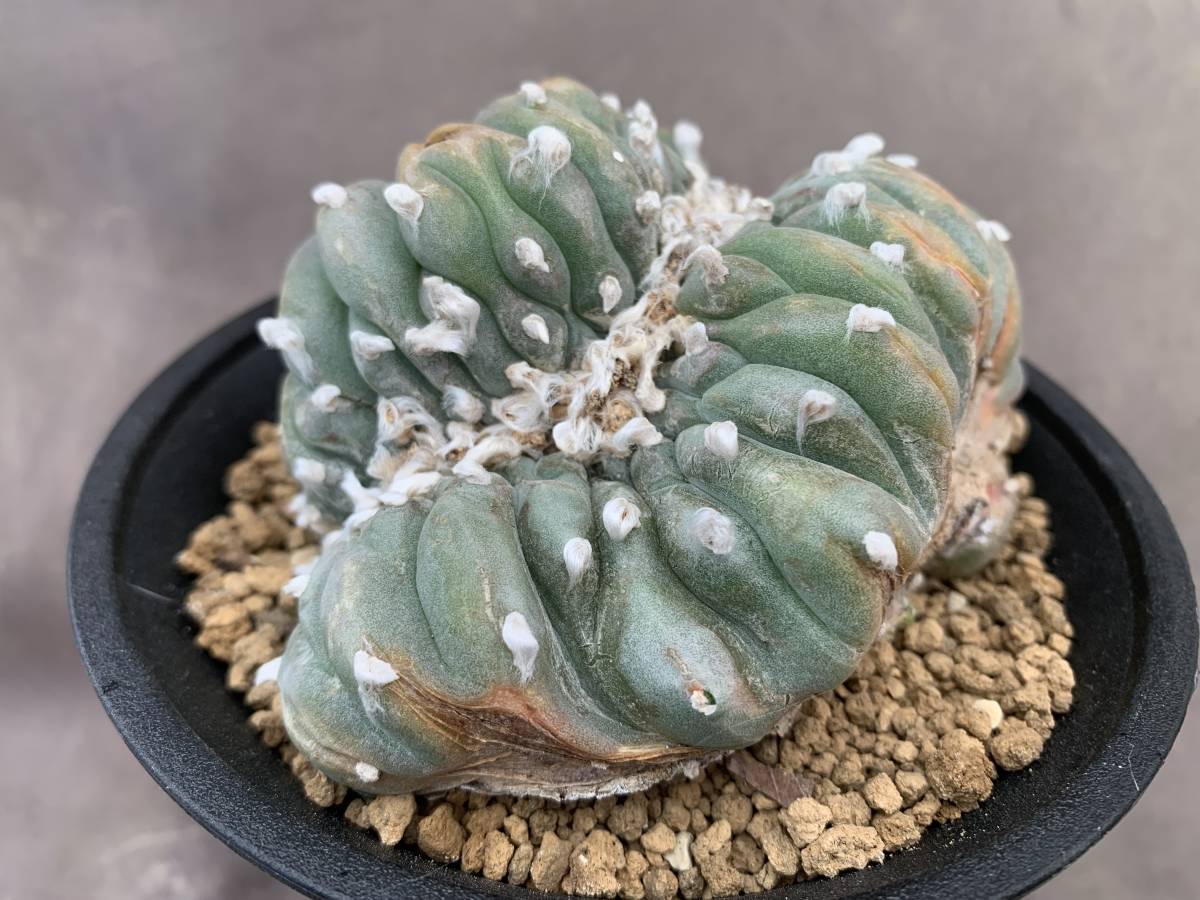 サボテン 多肉植物 ｃ46 烏羽玉 幅広 綴化 Bigboxestudios Com Br