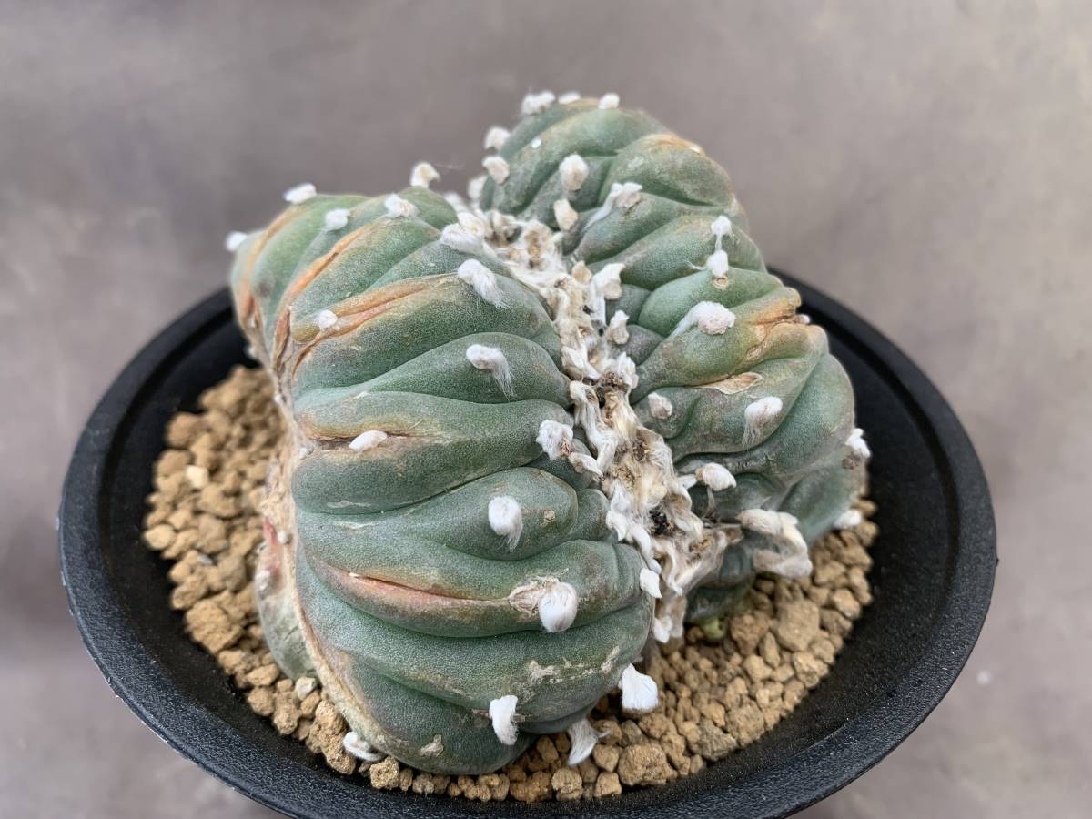 サボテン 多肉植物 ｃ46 烏羽玉 幅広 綴化 Bigboxestudios Com Br