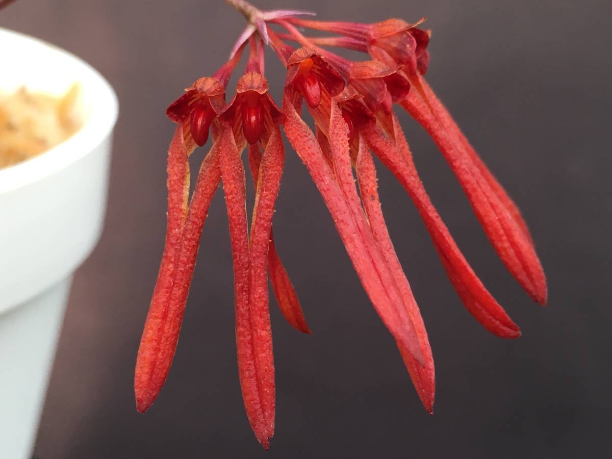 洋蘭 原種 バルボフィラム属 Bulb Thaiorum 鮮赤色の可憐花小型種 花茎3本開花直前 速達第四種郵便送料590円 パルダリウム 熱帯植物 ラン 売買されたオークション情報 Yahooの商品情報をアーカイブ公開 オークファン Aucfan Com 洋蘭 原種 バルボフィラム属 Bulb Thaiorum 鮮赤色の可憐花小型種 花茎3本開花直前 速達第四種郵便送料590円 パルダリウム 熱帯植物 ラン 売買されたオークション情報 Yahooの商品情報をアーカイブ公開 オークファン Aucfan Com