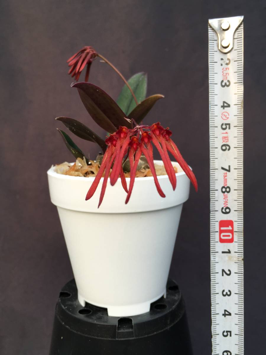 洋蘭 原種 バルボフィラム属 Bulb Thaiorum 鮮赤色の可憐花小型種 花茎3本開花直前 速達第四種郵便送料590円 パルダリウム 熱帯植物 ラン 売買されたオークション情報 Yahooの商品情報をアーカイブ公開 オークファン Aucfan Com 洋蘭 原種 バルボフィラム属 Bulb Thaiorum 鮮赤色の可憐花小型種 花茎3本開花直前 速達第四種郵便送料590円 パルダリウム 熱帯植物 ラン 売買されたオークション情報 Yahooの商品情報をアーカイブ公開 オークファン Aucfan Com