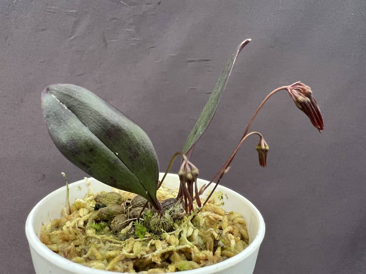 洋蘭 原種 バルボフィラム属 Bulb Thaiorum 鮮赤色の可憐花小型種 花茎3本開花直前 速達第四種郵便送料590円 パルダリウム 熱帯植物 ラン 売買されたオークション情報 Yahooの商品情報をアーカイブ公開 オークファン Aucfan Com 洋蘭 原種 バルボフィラム属 Bulb Thaiorum 鮮赤色の可憐花小型種 花茎3本開花直前 速達第四種郵便送料590円 パルダリウム 熱帯植物 ラン 売買されたオークション情報 Yahooの商品情報をアーカイブ公開 オークファン Aucfan Com