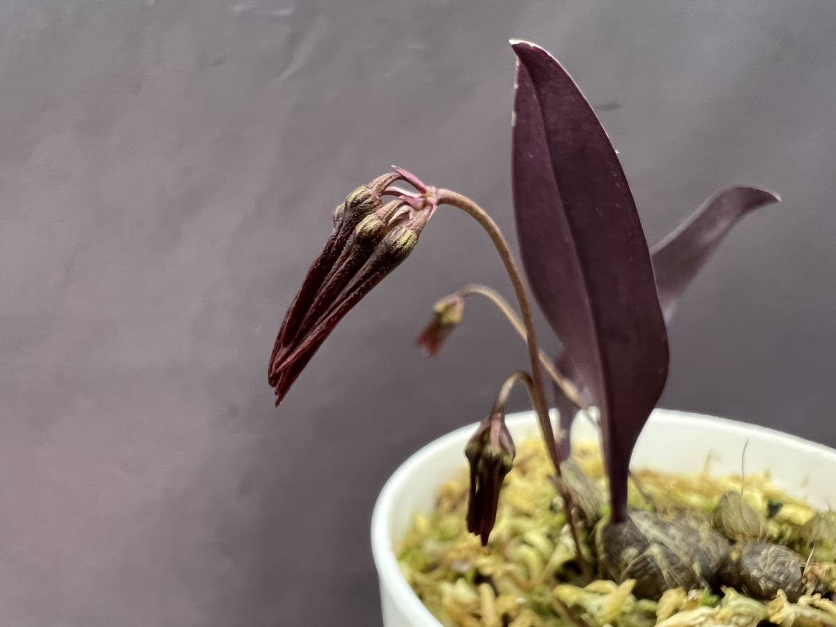 洋蘭 原種 バルボフィラム属 Bulb Thaiorum 鮮赤色の可憐花小型種 花茎3本開花直前 速達第四種郵便送料590円 パルダリウム 熱帯植物 ラン 売買されたオークション情報 Yahooの商品情報をアーカイブ公開 オークファン Aucfan Com 洋蘭 原種 バルボフィラム属 Bulb Thaiorum 鮮赤色の可憐花小型種 花茎3本開花直前 速達第四種郵便送料590円 パルダリウム 熱帯植物 ラン 売買されたオークション情報 Yahooの商品情報をアーカイブ公開 オークファン Aucfan Com