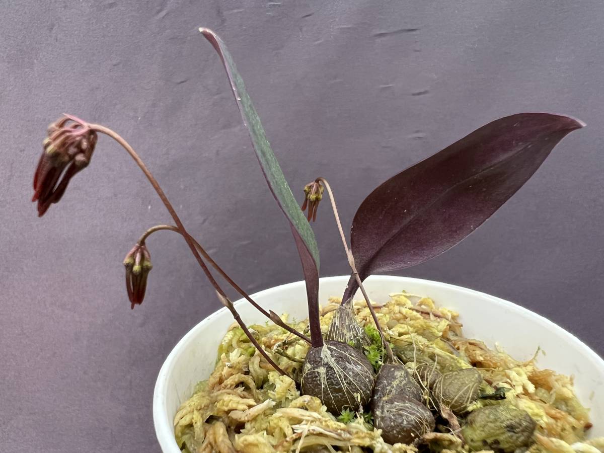 洋蘭 原種 バルボフィラム属 Bulb Thaiorum 鮮赤色の可憐花小型種 花茎3本開花直前 速達第四種郵便送料590円 パルダリウム 熱帯植物 ラン 売買されたオークション情報 Yahooの商品情報をアーカイブ公開 オークファン Aucfan Com 洋蘭 原種 バルボフィラム属 Bulb Thaiorum 鮮赤色の可憐花小型種 花茎3本開花直前 速達第四種郵便送料590円 パルダリウム 熱帯植物 ラン 売買されたオークション情報 Yahooの商品情報をアーカイブ公開 オークファン Aucfan Com