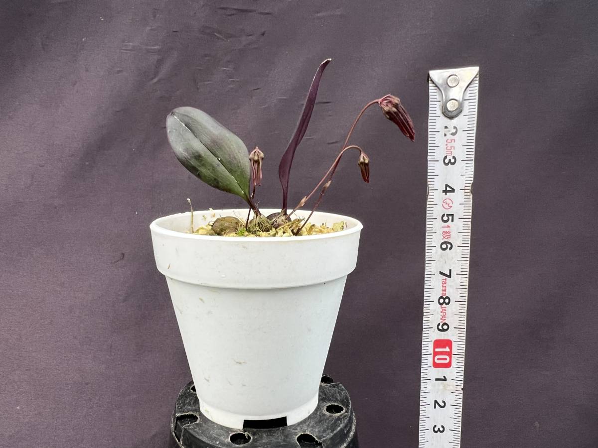 洋蘭 原種 バルボフィラム属 Bulb Thaiorum 鮮赤色の可憐花小型種 花茎3本開花直前 速達第四種郵便送料590円 パルダリウム 熱帯植物 ラン 売買されたオークション情報 Yahooの商品情報をアーカイブ公開 オークファン Aucfan Com 洋蘭 原種 バルボフィラム属 Bulb Thaiorum 鮮赤色の可憐花小型種 花茎3本開花直前 速達第四種郵便送料590円 パルダリウム 熱帯植物 ラン 売買されたオークション情報 Yahooの商品情報をアーカイブ公開 オークファン Aucfan Com