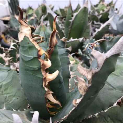 Agave titanota GODZILLA PUP アガベ チタノタ 【公式通販】