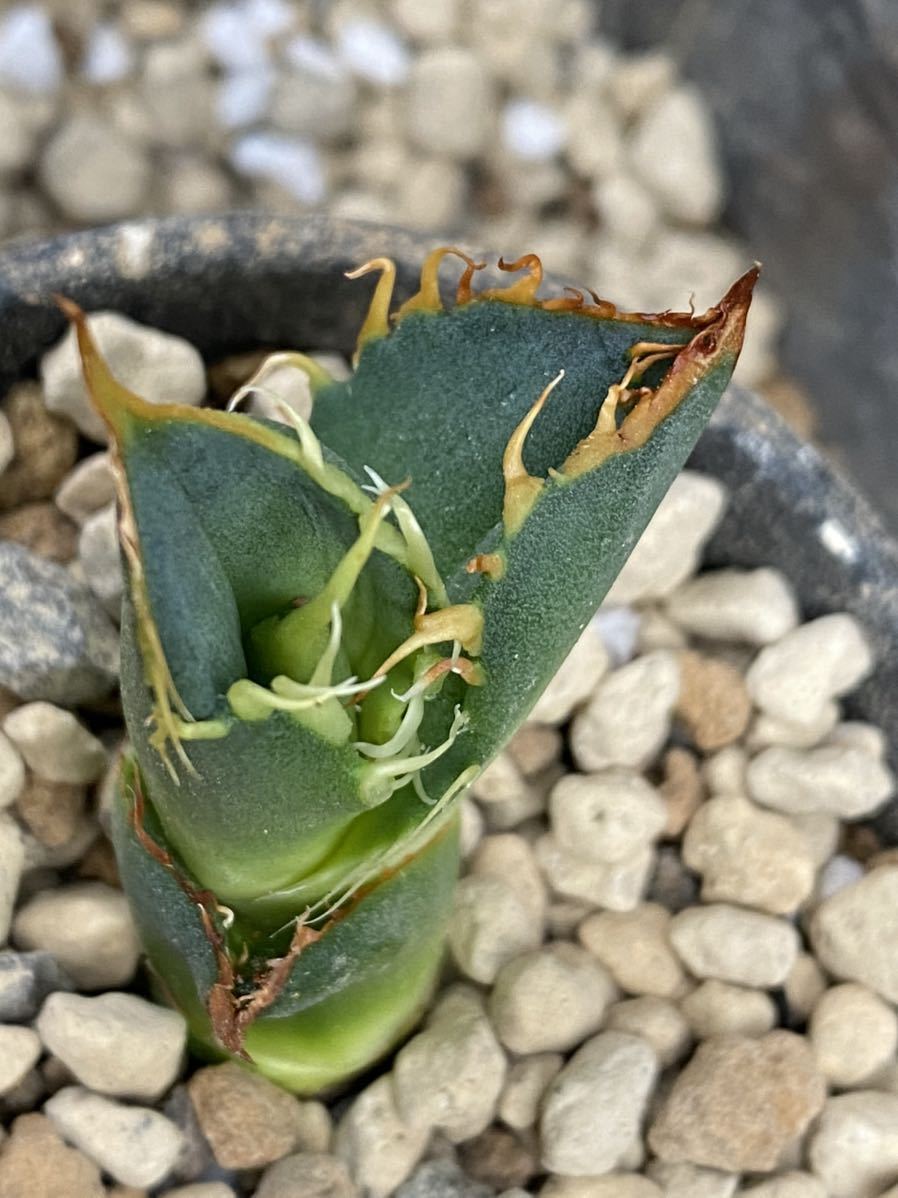 Agave titanota GODZILLA PUP アガベ チタノタ 【公式通販】